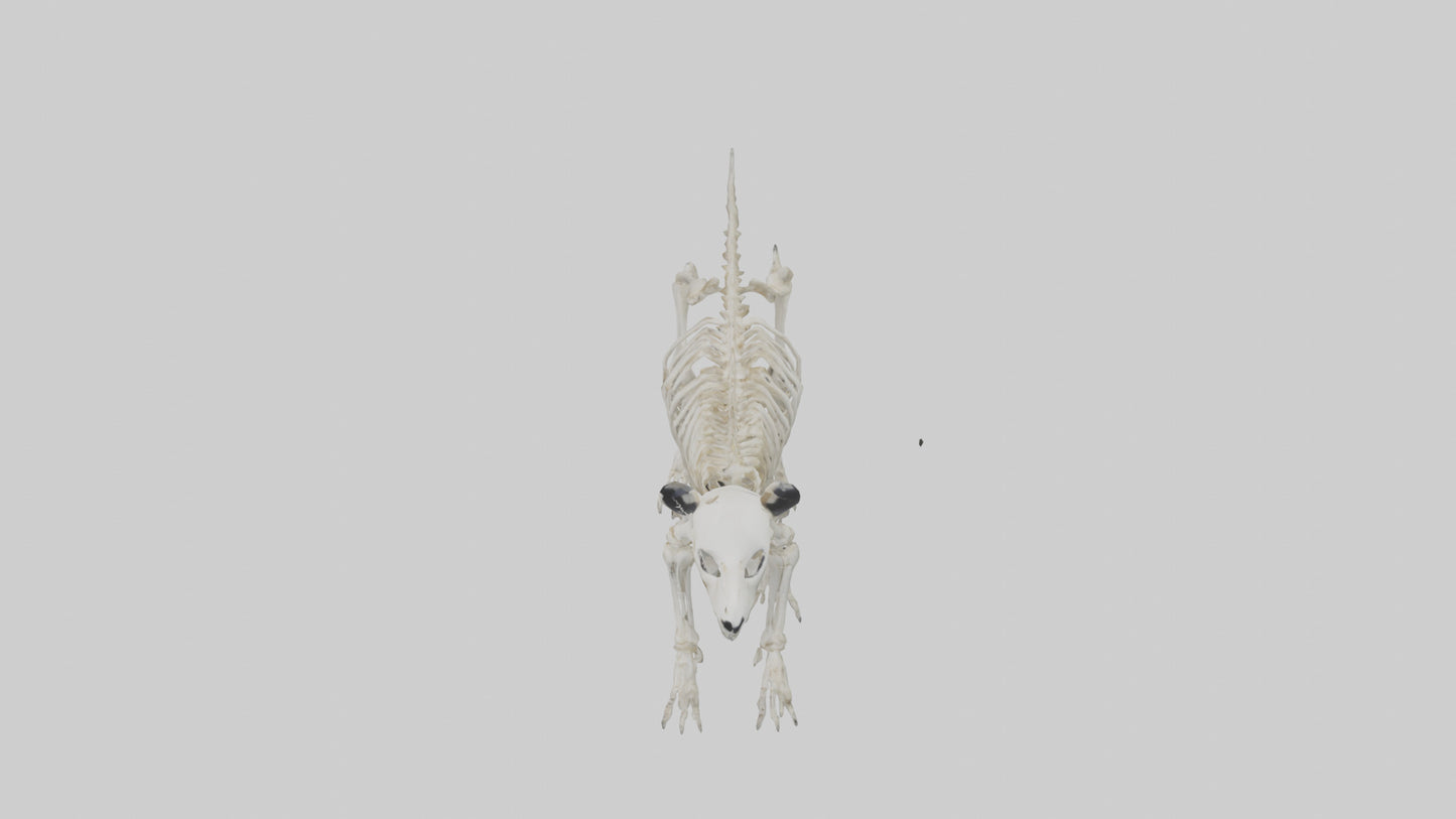 3D model Giant Panda Skeleton model VR / AR / low-poly