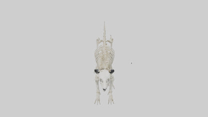 3D model Giant Panda Skeleton model VR / AR / low-poly