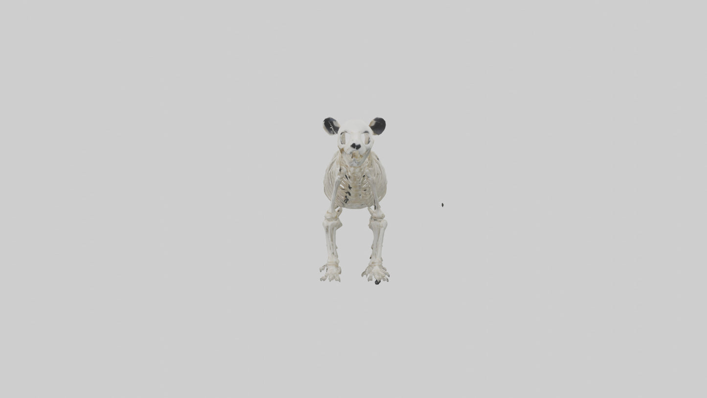 3D model Giant Panda Skeleton model VR / AR / low-poly