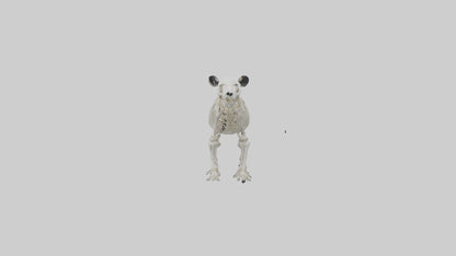 3D model Giant Panda Skeleton model VR / AR / low-poly
