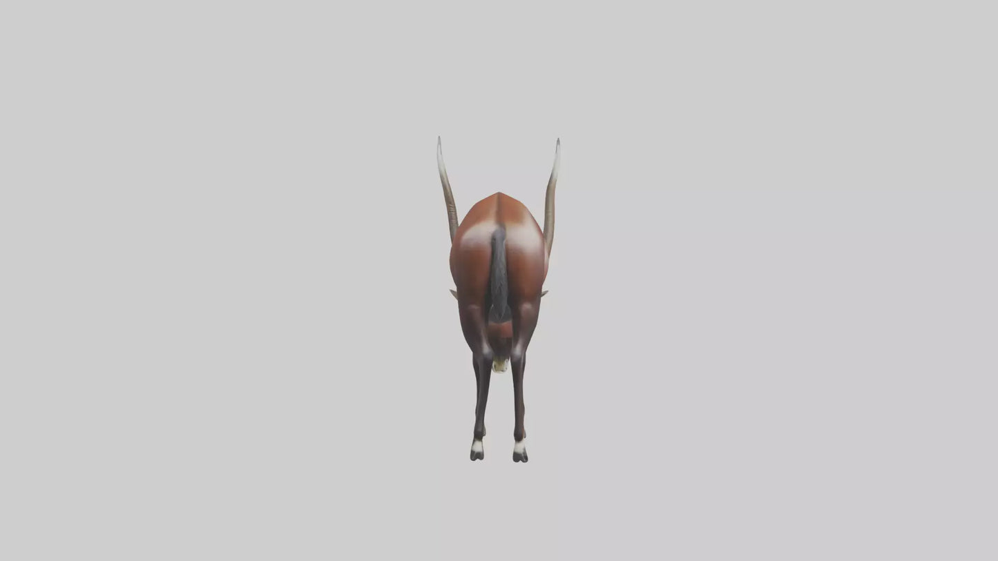 3D model Giant Sable Antelope grazing model VR / AR / low-poly