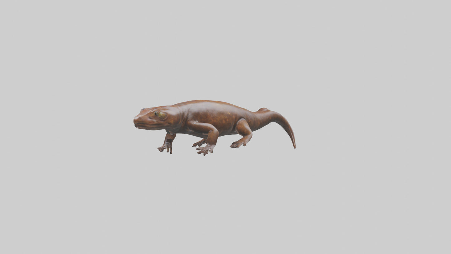 Giant Salamander swimming model VR / AR / low-poly