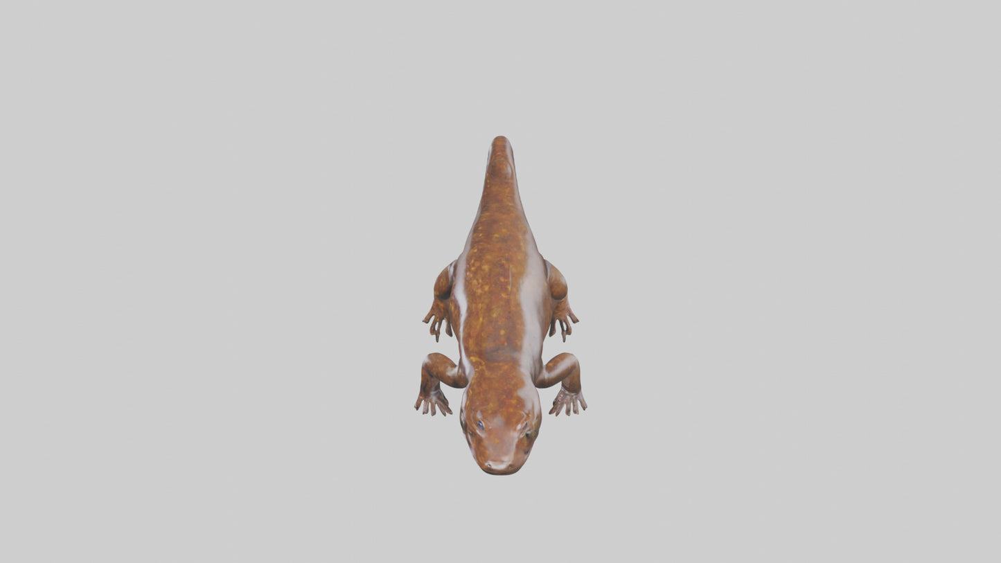 Giant Salamander swimming model VR / AR / low-poly