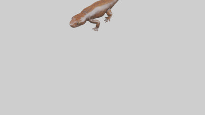 Giant Salamander swimming model VR / AR / low-poly