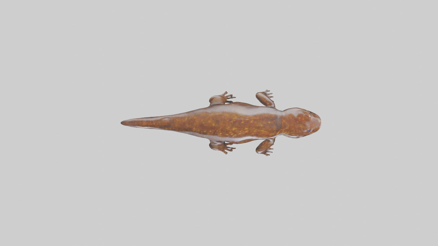 Giant Salamander swimming model VR / AR / low-poly