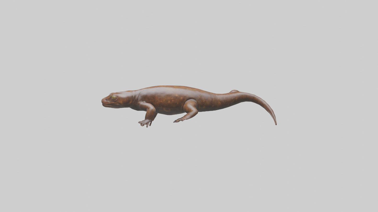 Giant Salamander swimming model VR / AR / low-poly