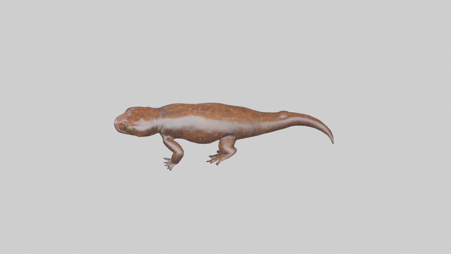 Giant Salamander swimming model VR / AR / low-poly