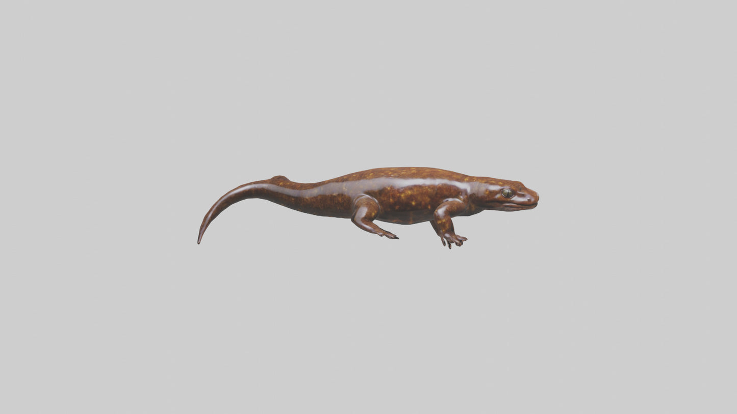 Giant Salamander swimming model VR / AR / low-poly