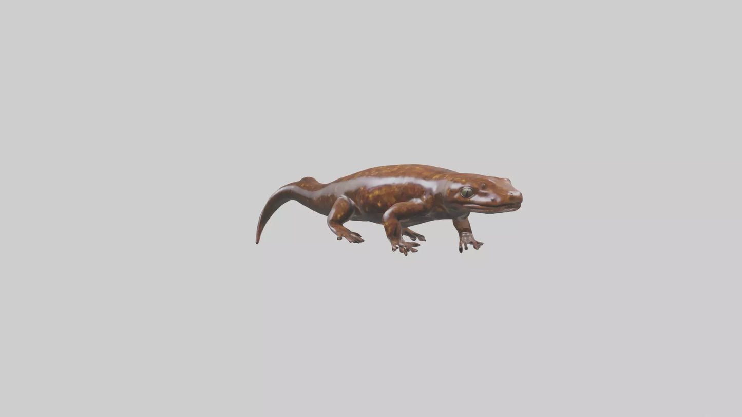 Giant Salamander swimming model VR / AR / low-poly