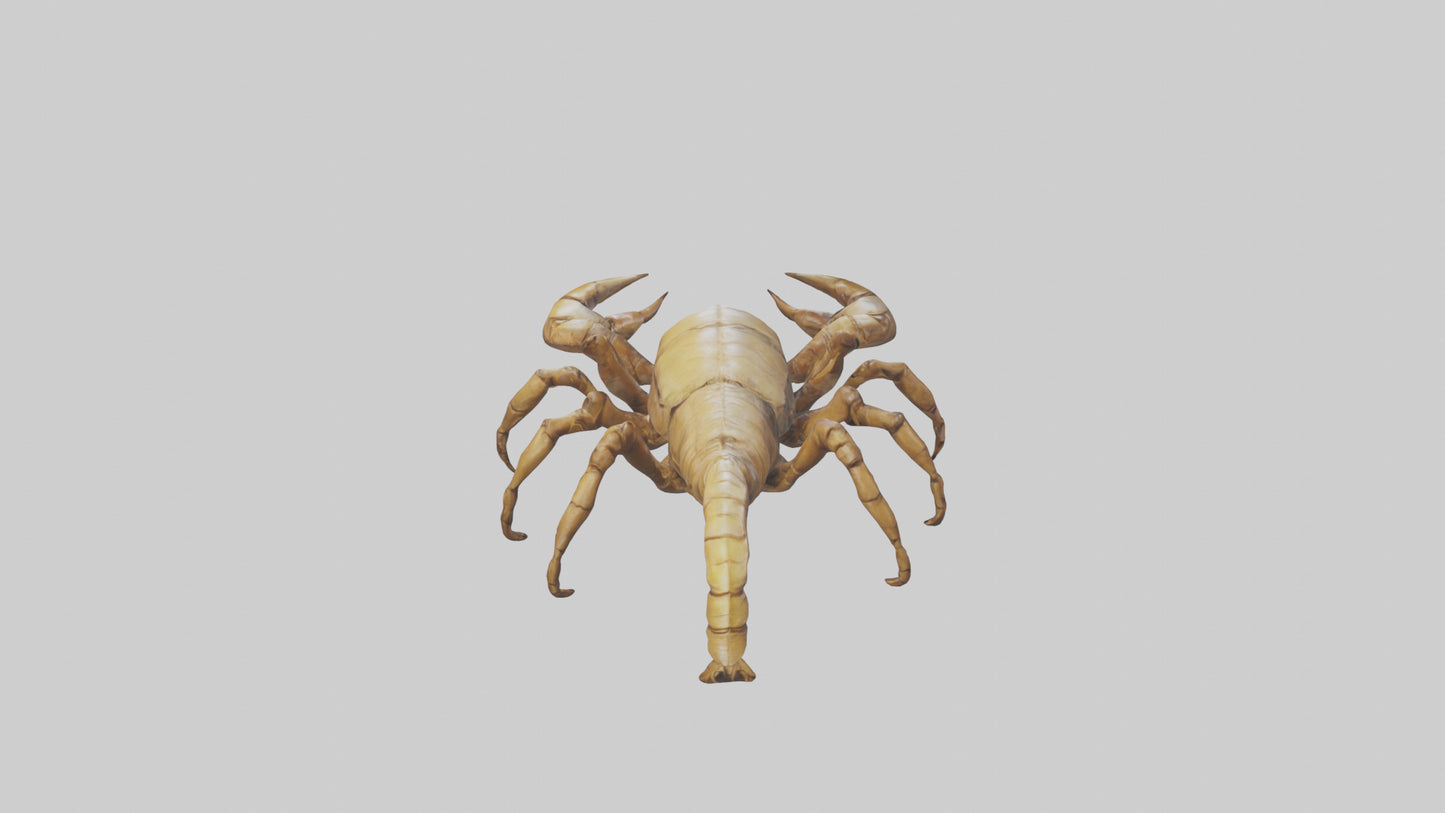 3D model Giant Scorpion model VR / AR / low-poly