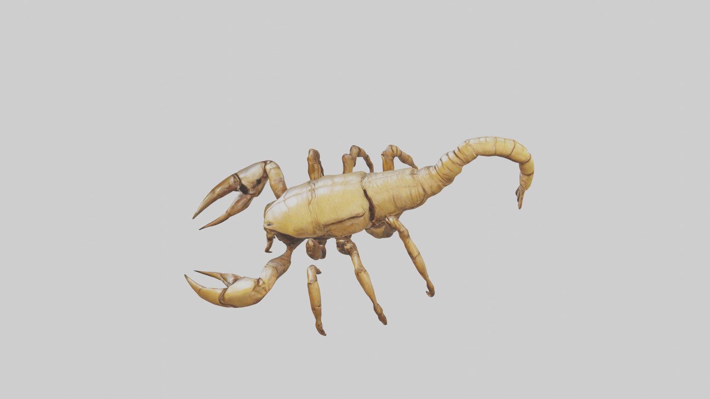 3D model Giant Scorpion model VR / AR / low-poly