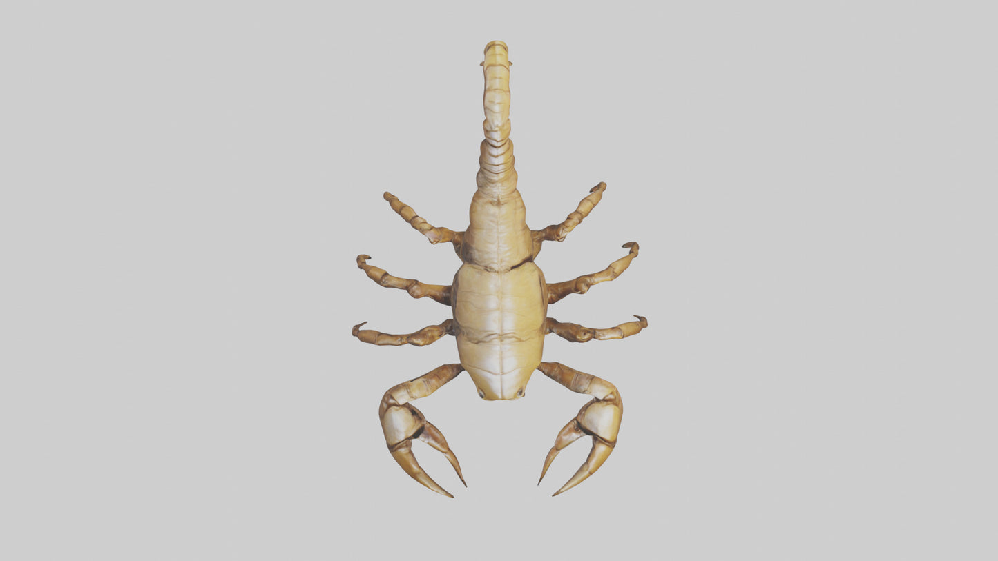 3D model Giant Scorpion model VR / AR / low-poly