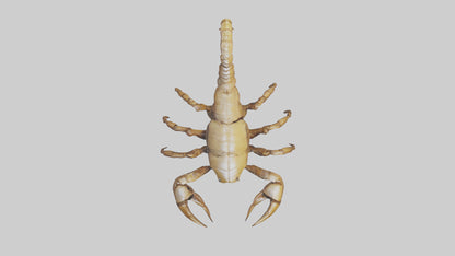 3D model Giant Scorpion model VR / AR / low-poly