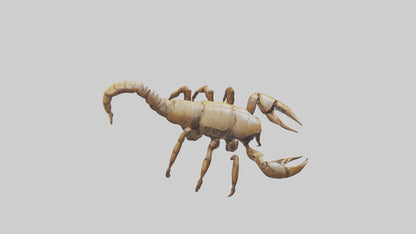 3D model Giant Scorpion model VR / AR / low-poly