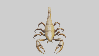 3D model Giant Scorpion model VR / AR / low-poly