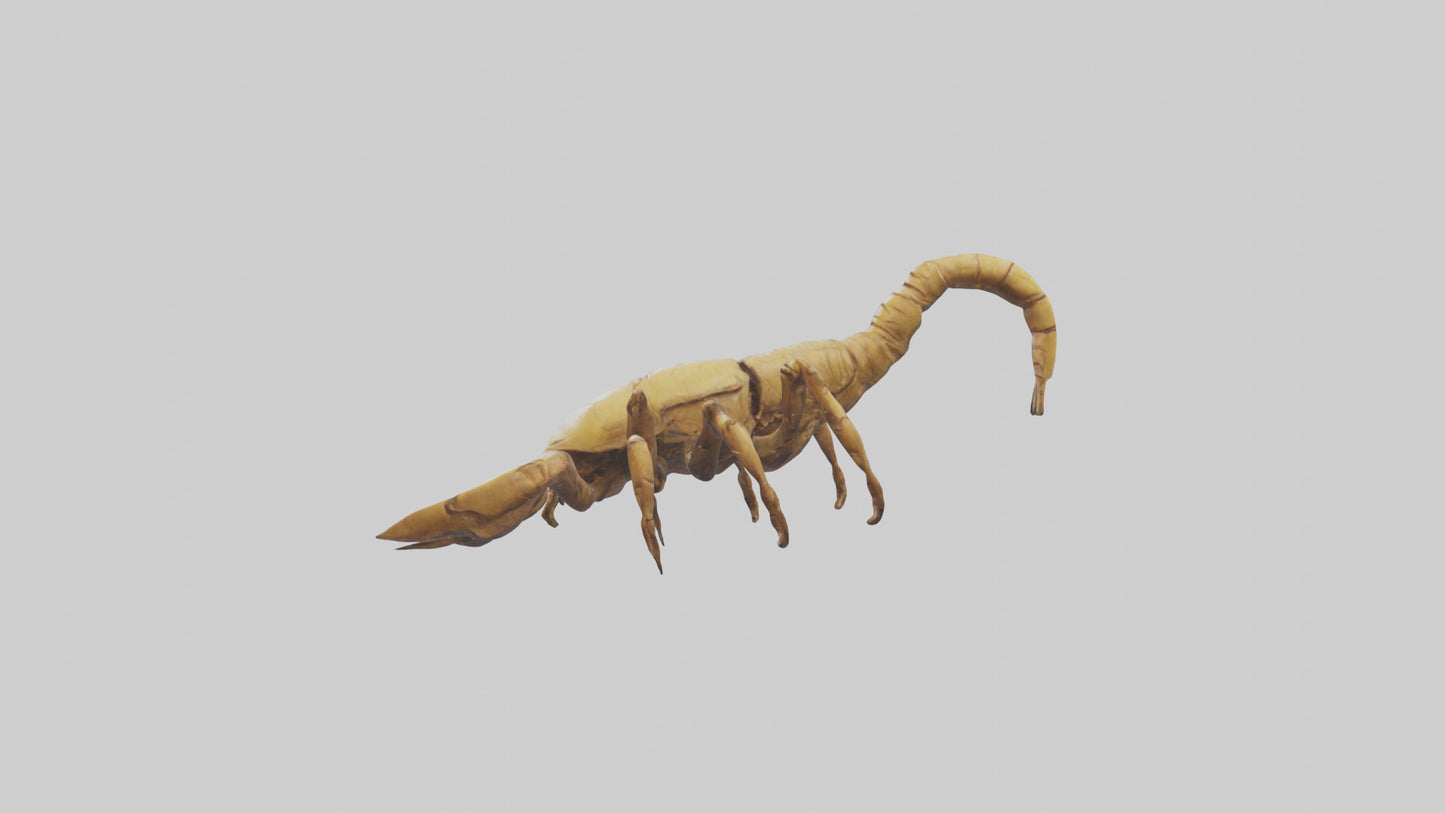 3D model Giant Scorpion model VR / AR / low-poly
