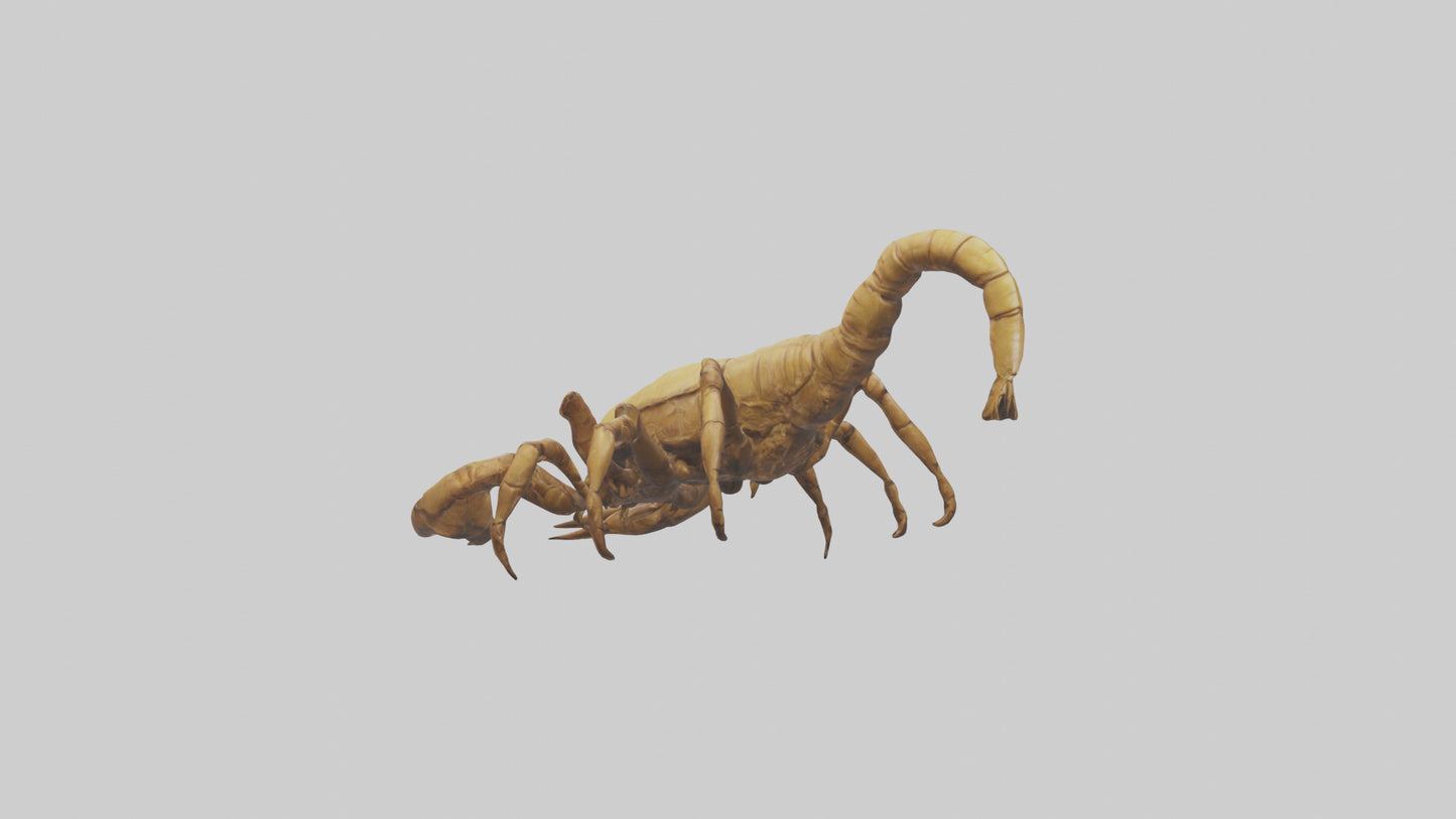 3D model Giant Scorpion model VR / AR / low-poly