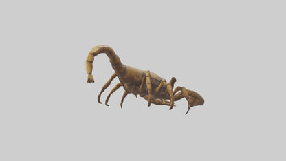3D model Giant Scorpion model VR / AR / low-poly
