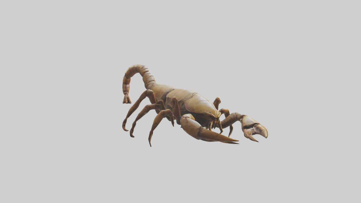 3D model Giant Scorpion model VR / AR / low-poly
