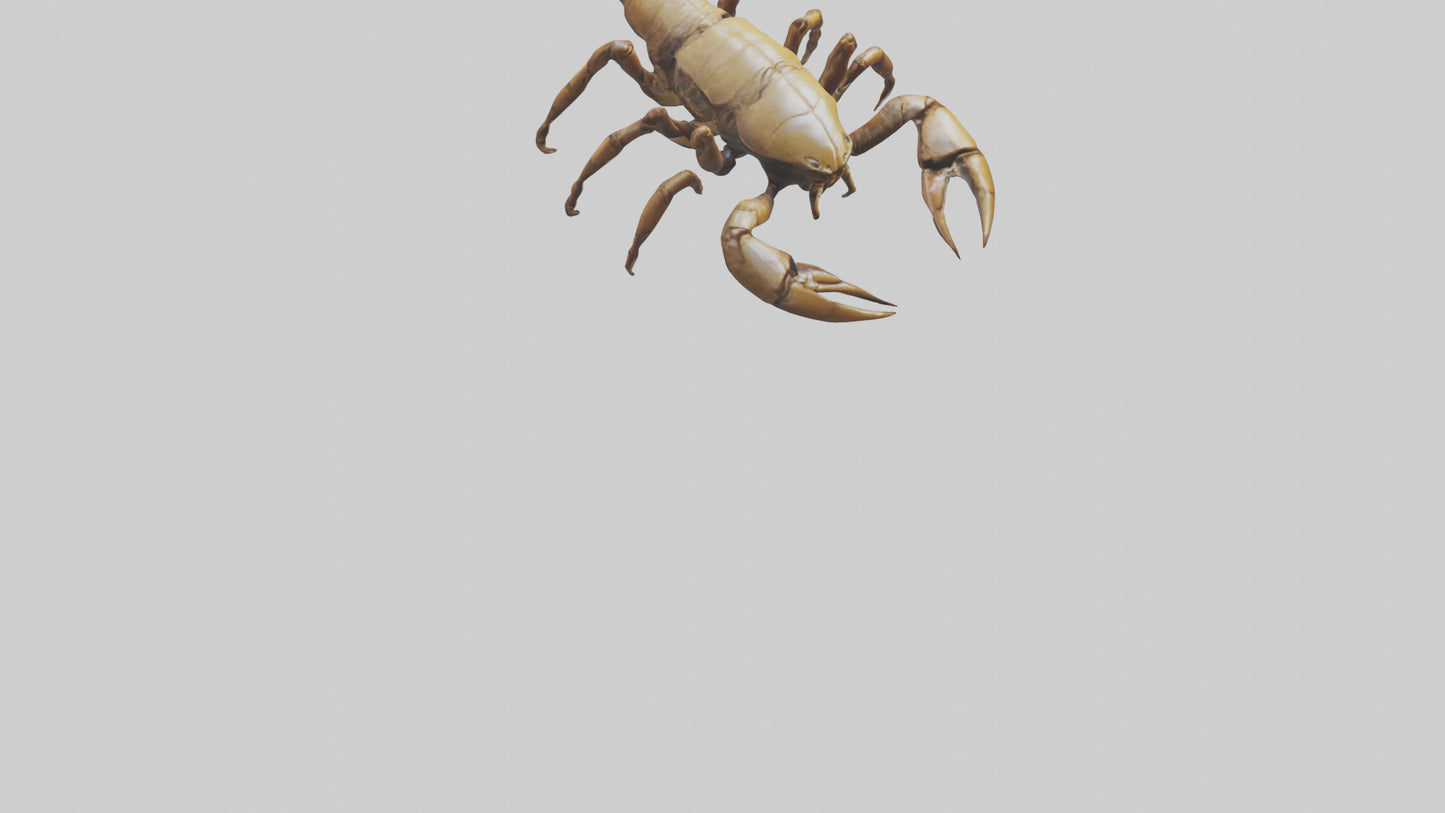 3D model Giant Scorpion model VR / AR / low-poly