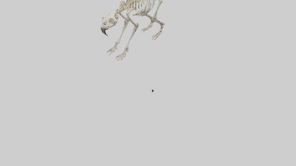 3D model Giant Sloth Skeleton model VR / AR / low-poly