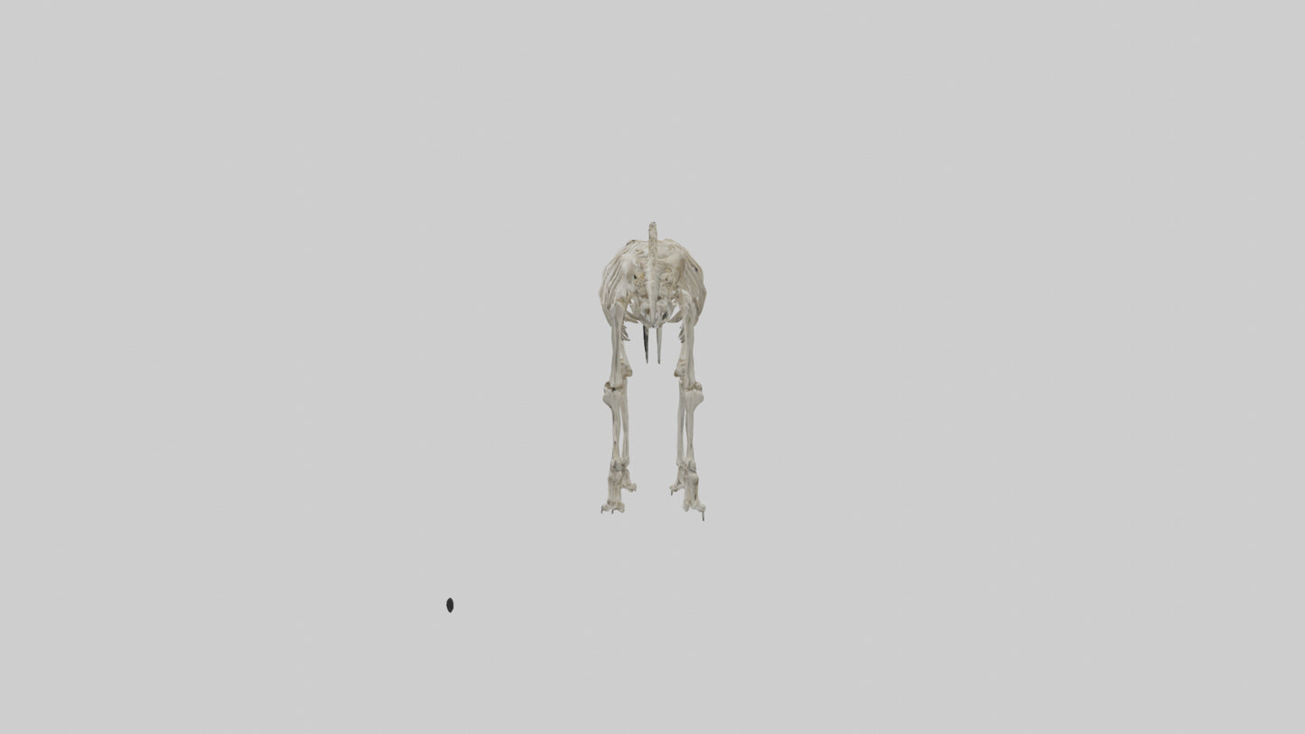 3D model Giant Sloth Skeleton model VR / AR / low-poly
