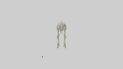 3D model Giant Sloth Skeleton model VR / AR / low-poly