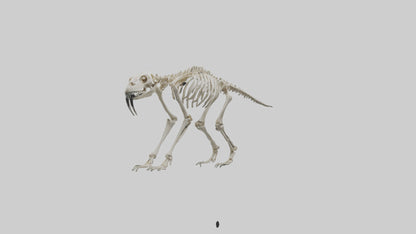 3D model Giant Sloth Skeleton model VR / AR / low-poly