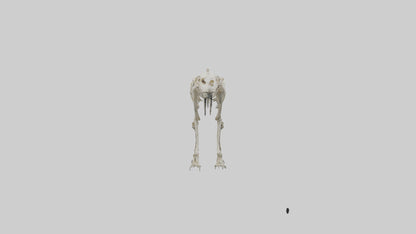 3D model Giant Sloth Skeleton model VR / AR / low-poly