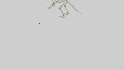 3D model Giant Sloth Skeleton model VR / AR / low-poly