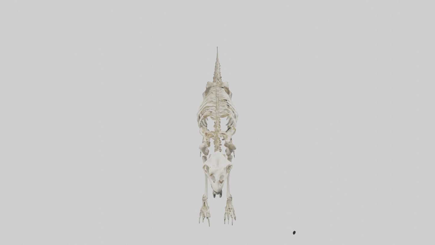 3D model Giant Sloth Skeleton model VR / AR / low-poly