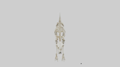 3D model Giant Sloth Skeleton model VR / AR / low-poly