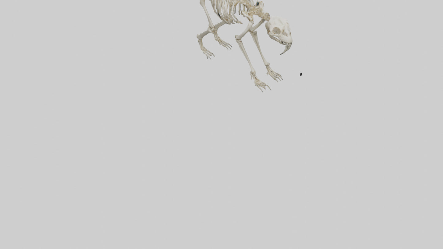 3D model Giant Sloth Skeleton model VR / AR / low-poly