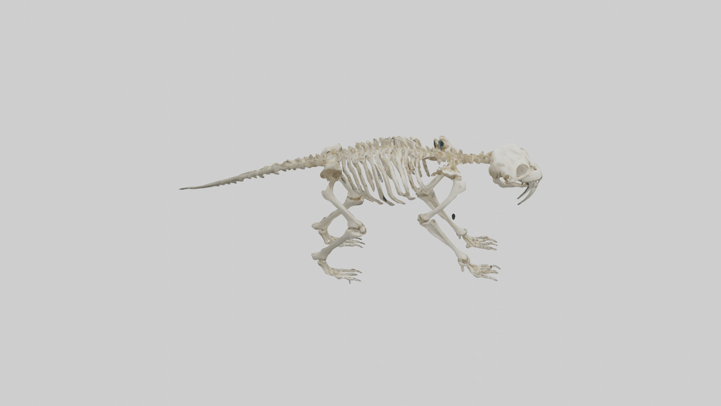 3D model Giant Sloth Skeleton model VR / AR / low-poly