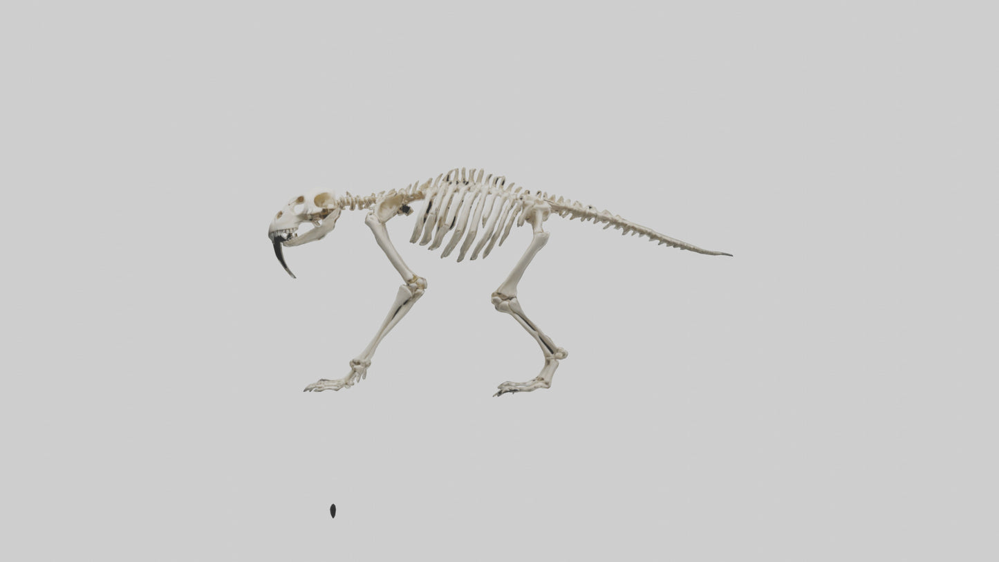 3D model Giant Sloth Skeleton model VR / AR / low-poly