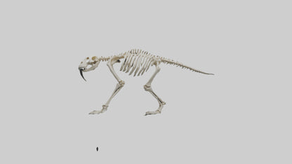 3D model Giant Sloth Skeleton model VR / AR / low-poly