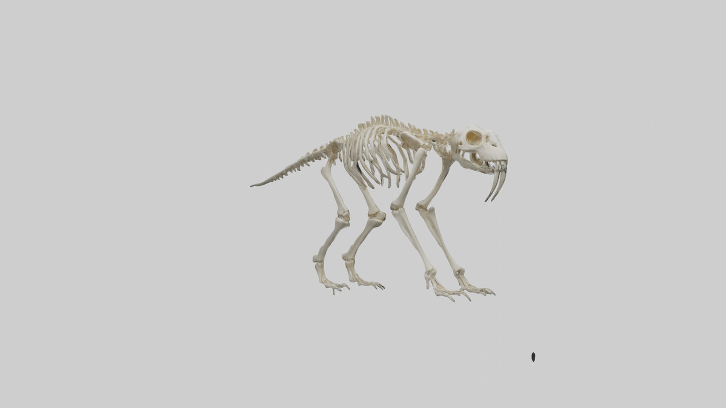 3D model Giant Sloth Skeleton model VR / AR / low-poly