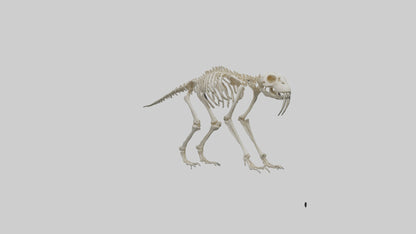 3D model Giant Sloth Skeleton model VR / AR / low-poly