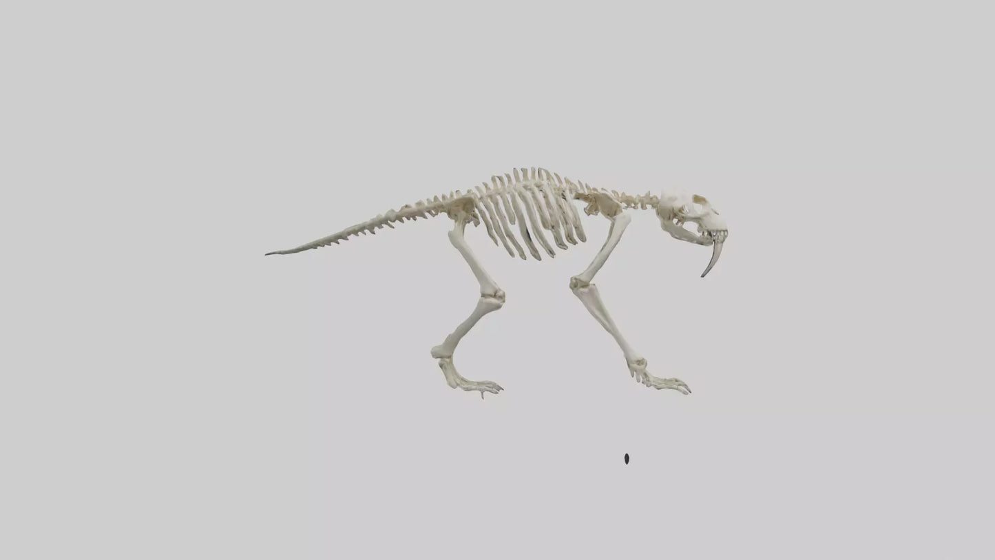 3D model Giant Sloth Skeleton model VR / AR / low-poly