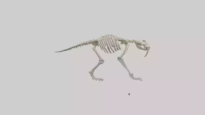 3D model Giant Sloth Skeleton model VR / AR / low-poly