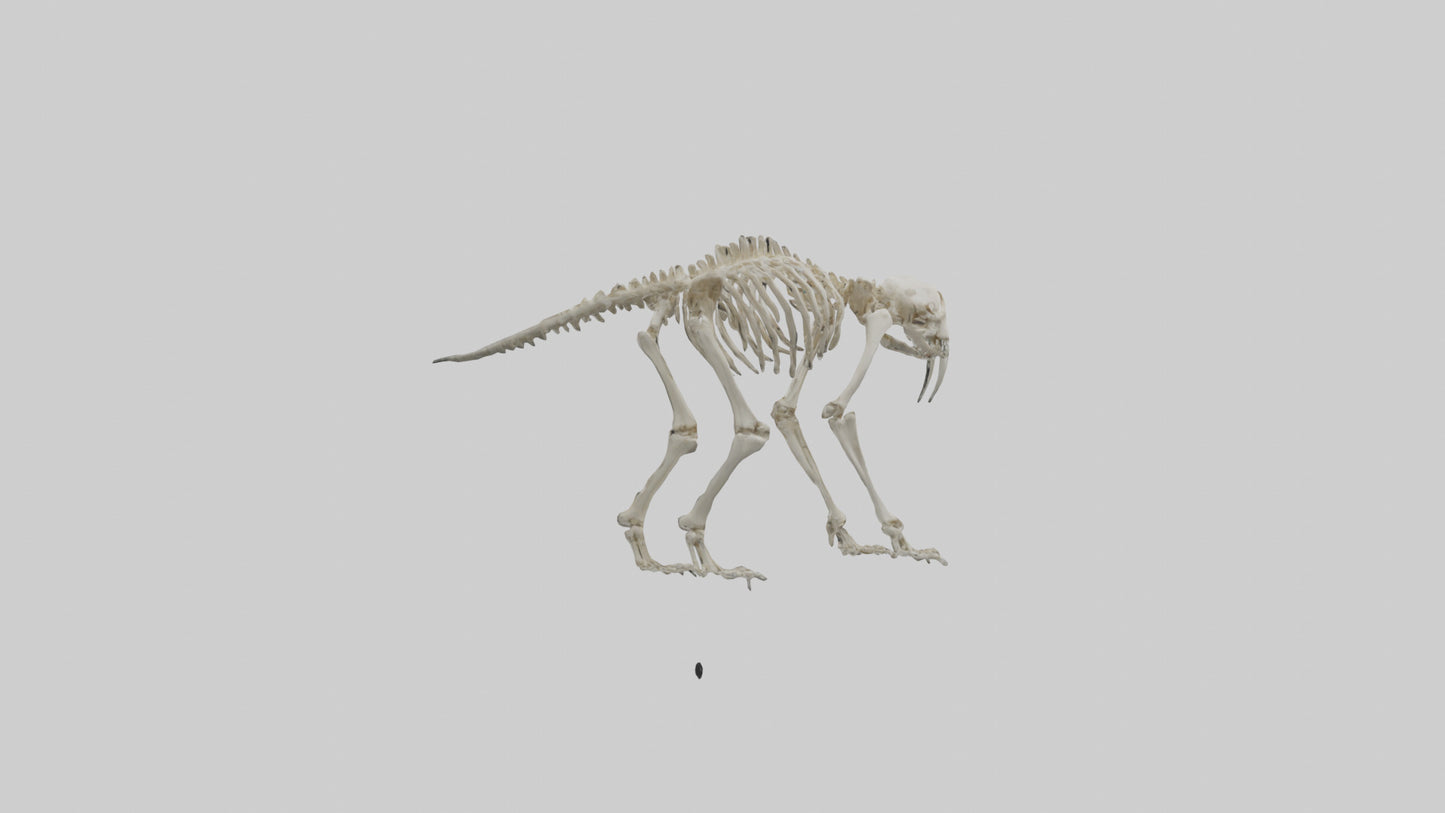 3D model Giant Sloth Skeleton model VR / AR / low-poly