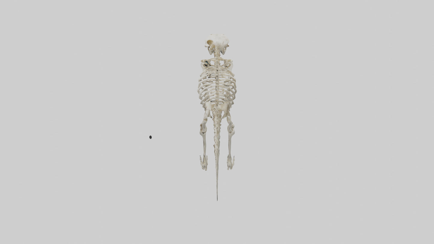 3D model Giant Sloth Skeleton model VR / AR / low-poly