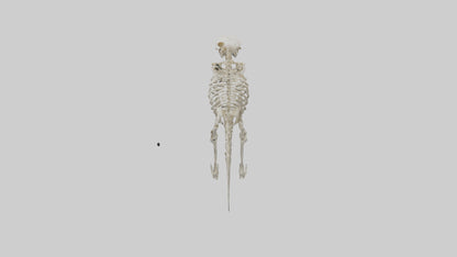 3D model Giant Sloth Skeleton model VR / AR / low-poly