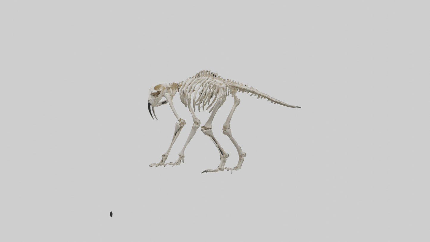 3D model Giant Sloth Skeleton model VR / AR / low-poly
