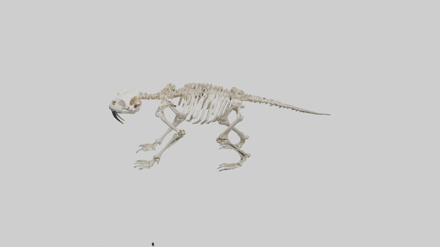 3D model Giant Sloth Skeleton model VR / AR / low-poly