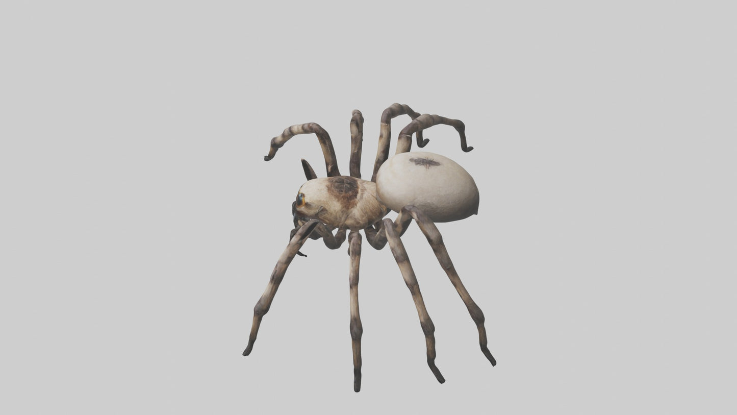 3D model Giant Spider VR / AR / low-poly