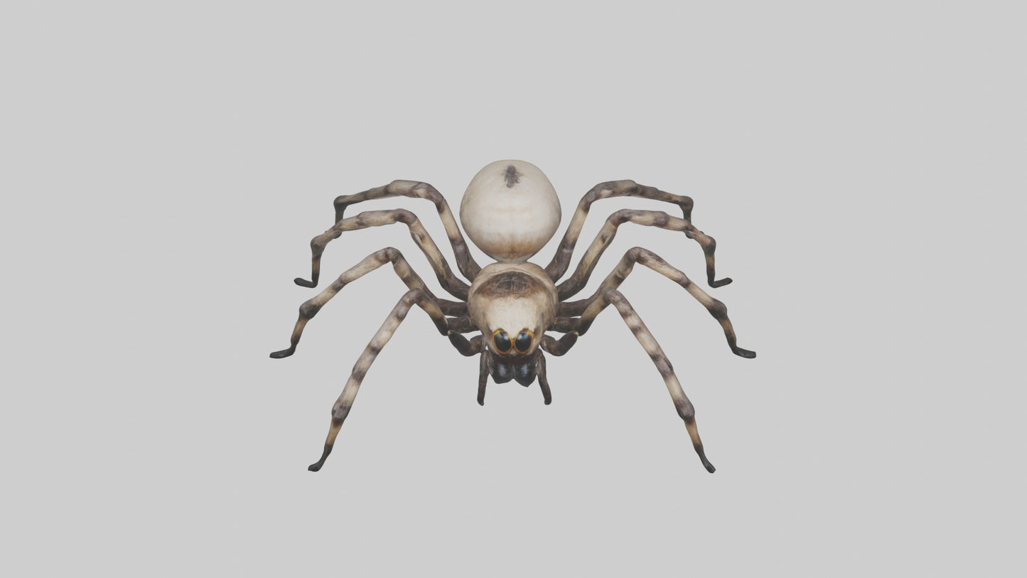 3D model Giant Spider VR / AR / low-poly