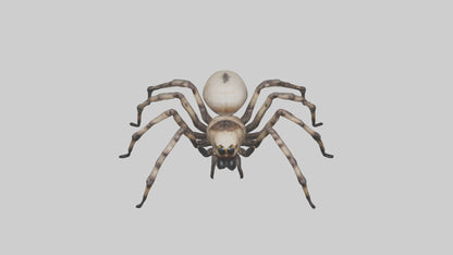 3D model Giant Spider VR / AR / low-poly