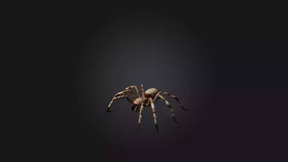 3D model Giant Spider VR / AR / low-poly