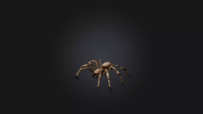 3D model Giant Spider VR / AR / low-poly